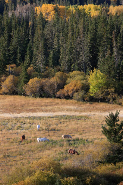 istock Autumn Colors Cypress Hills Canada 669068860