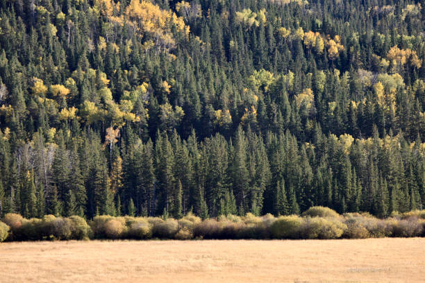 istock Autumn Colors Cypress Hills Canada 669071124