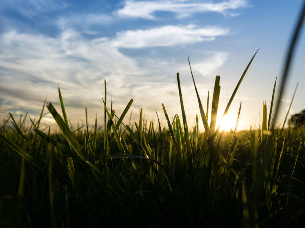 istock Colorful sunset on meadow in the 669078040