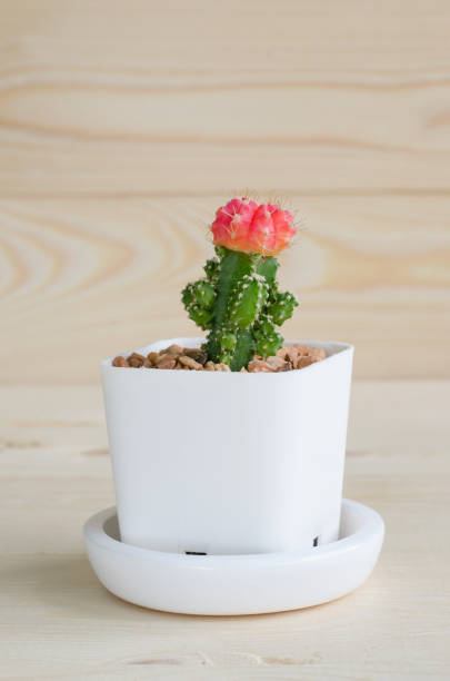 istock Small cactus in white pots over light color wooden table and background with space and sun light 669080940