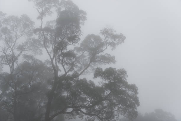 istock Dark Misty forest with dense fog for background 669081736