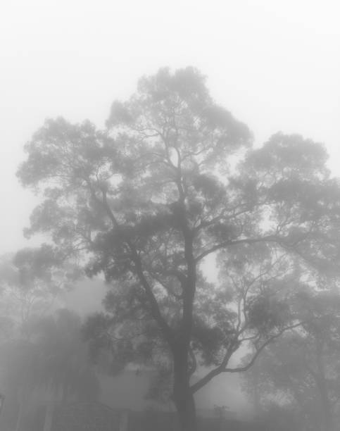 istock Dark Misty forest with dense fog for background 669081738