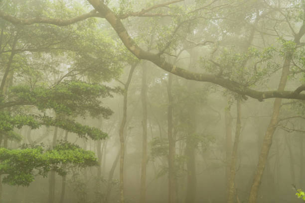 istock Dark Misty forest with dense fog for background 669081854
