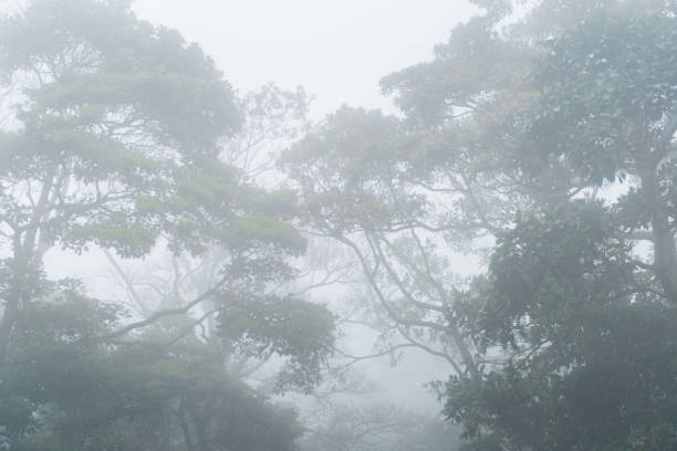 istock Dark Misty forest with dense fog for background 669081948