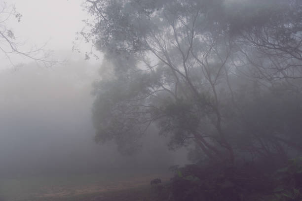 istock Dark Misty forest with dense fog for background 669081976