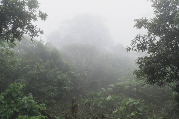 istock Dark Misty forest with dense fog for background 669081984