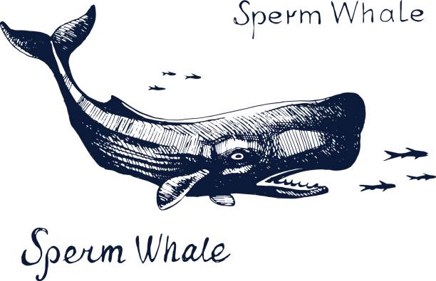 ilustraciones, imágenes clip art, dibujos animados e iconos de stock de ballena de esperma, el animal en la caza para los pescados - cachalote