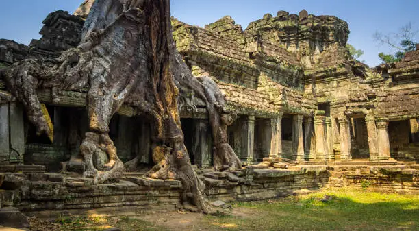 A silk-cotton tree consumes the ruins of one oe the temples of ancient Angkor, Cambodia