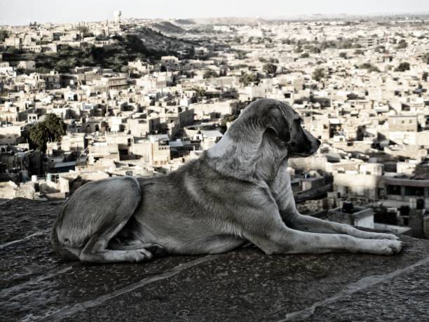 犬の展望 - dog street loneliness solitude ストックフォトと画像