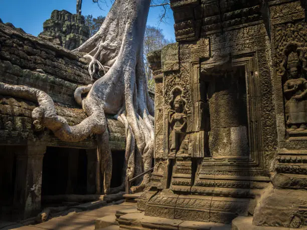 A silk-cotton tree consumes the ancient ruins of temple in Angkor, Cambodia