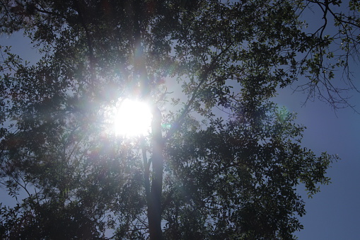 Bright Sun light shinning through tree