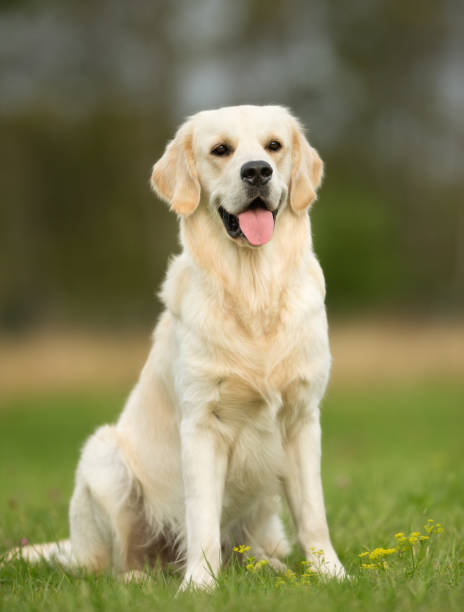 istock White Golden Retriever Dog 669091956
