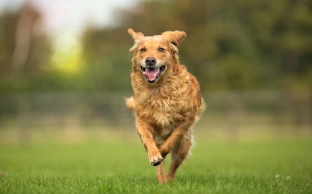 istock Golden Retriever Dog 669092206