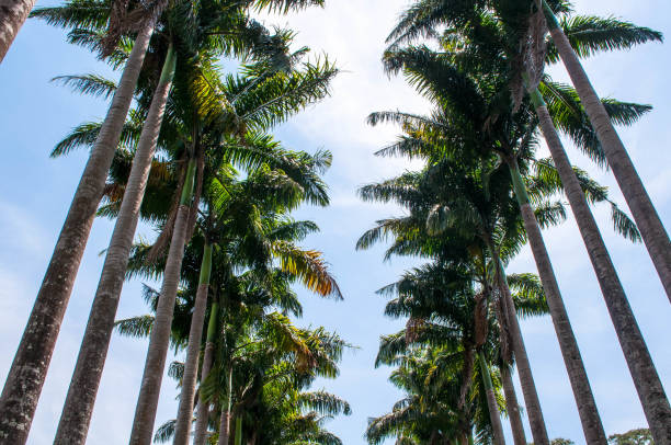 istock Sunny alley with palm trees 669092336