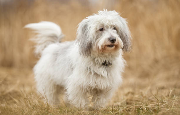 Tulear dog cotton Healthy purebred dog photographed outdoors in the nature on a sunny day. coton de tulear stock pictures, royalty-free photos & images