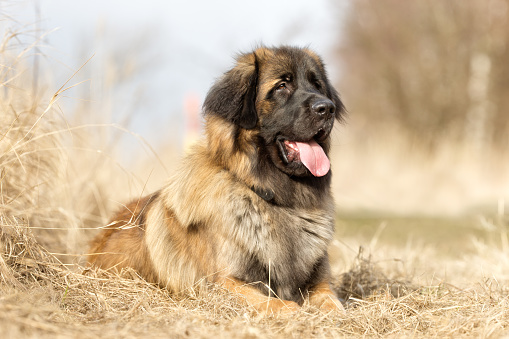 Close-up of a smiling Leonberger dog outdoor.