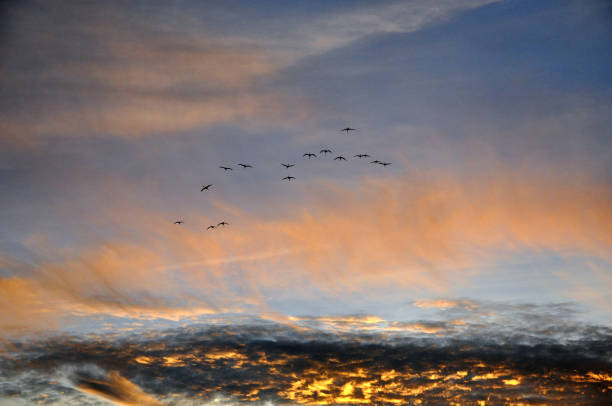 istock Landscapes of the camargue 669094804