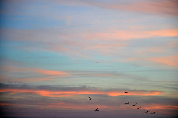 istock Landscapes of the camargue 669094822