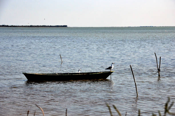 istock Landscapes of the camargue 669094832