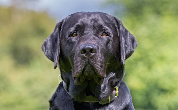 istock Close-up of dog 669095320