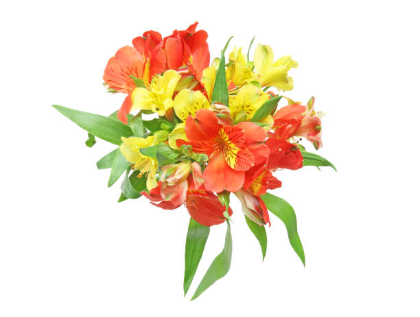 istock Bouquet of alstroemeria 669095338