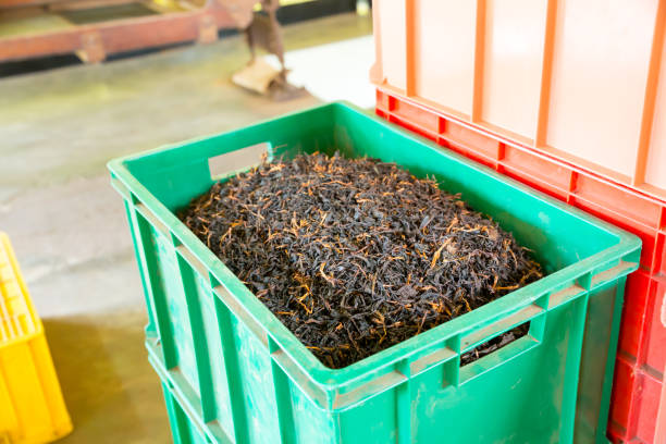 istock Fresh ceylon tea in big factory green box 669097770
