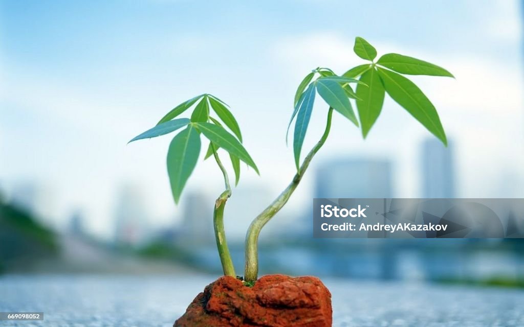 Green small tree Green small tree on the town background Concepts Stock Photo
