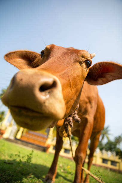 istock Little calf mug eating grass closeup 669100490