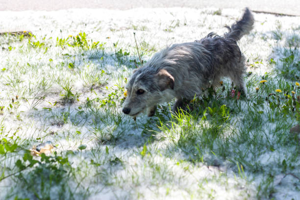 Dog and poplar fluff in springtime