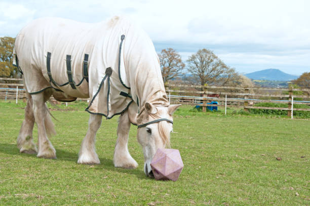 Horse boredom breaker