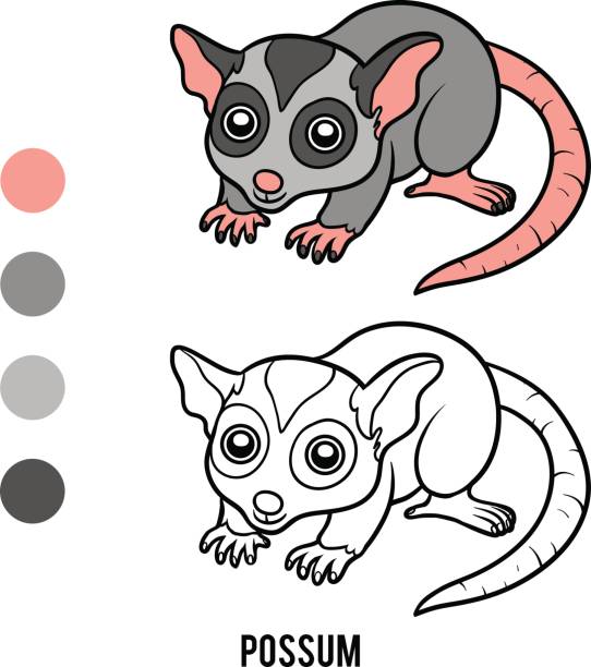 Coloring book, Possum Coloring book for children, Possum possum nz stock illustrations
