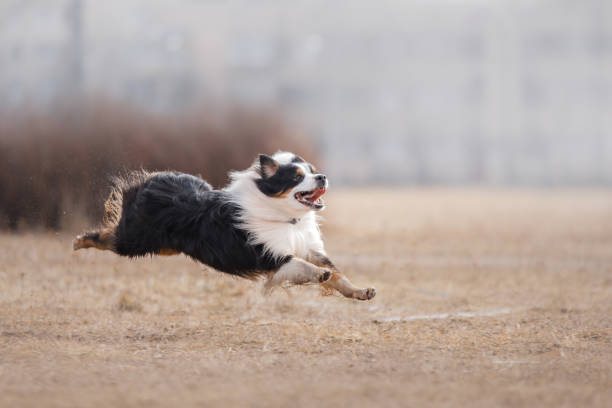 istock Dog running and playing in the park 669105954