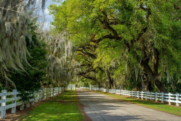 Live Oaks and Spanish Moss