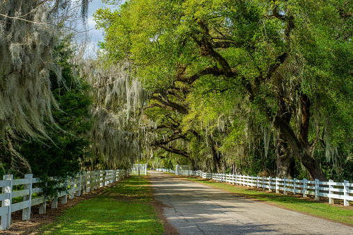 a white fence road is lined with spanish moss draped oaks, at the entrance of historic rosedown cotton plantation, st. francisville, louisiana.