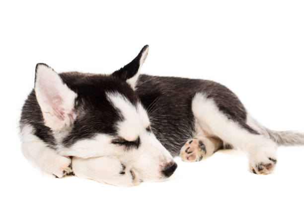 istock Cute little husky puppy isolated on white background 669111168