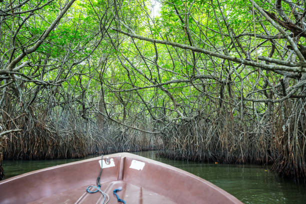 istock River, tropical mangroves Ceylon, view from boat 669112622