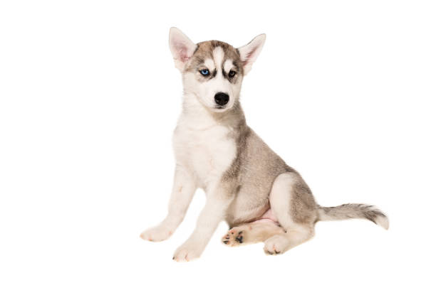 istock Cute little husky puppy isolated on white background 669115336