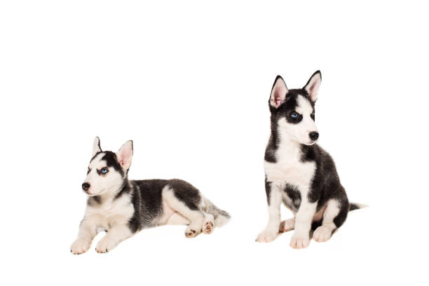 istock Two puppies breed the Huskies isolated on white background 669115454