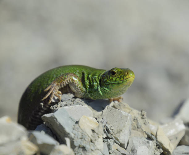 istock Sand lizard. An ordinary quick green lizard. Lizard on the rubble. Sand lizard, lacertid lizard. 669122278