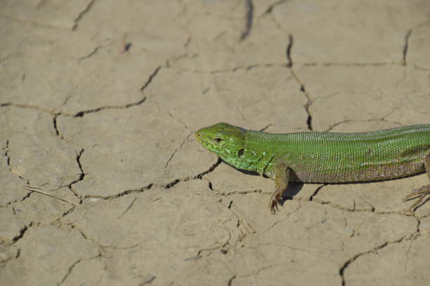 istock An ordinary quick green lizard. Lizard on dry ground. Sand lizard, lacertid lizard 669122302