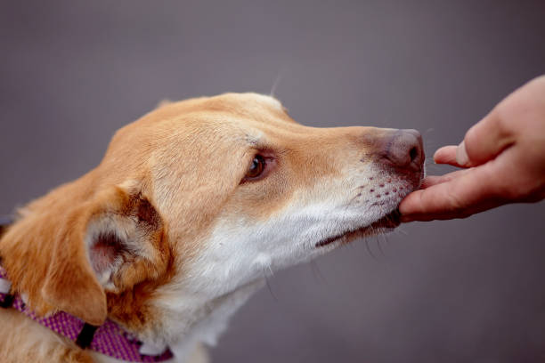 istock Portrait of a red dog. 669122644