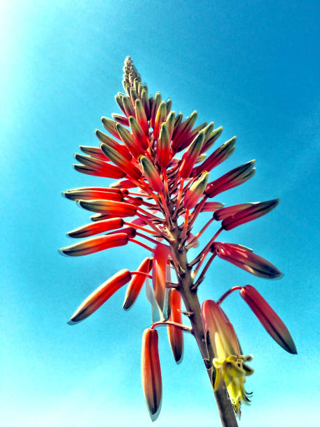 istock Red Aloe Vera Flower and Blue Sky 669131334