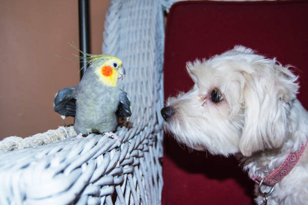istock Dog and cockatiel 669134742