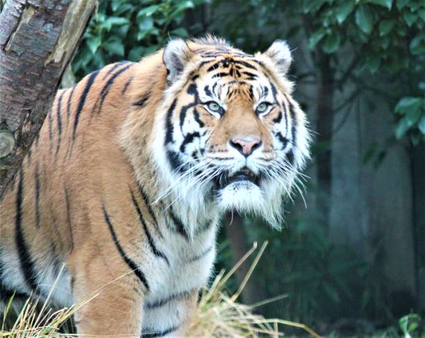 istock Sumatran Tiger rare and endangered tiger striped cat 669135192