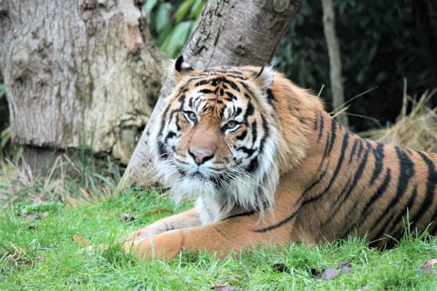 istock Sumatran Tiger rare and endangered tiger striped cat 669135230