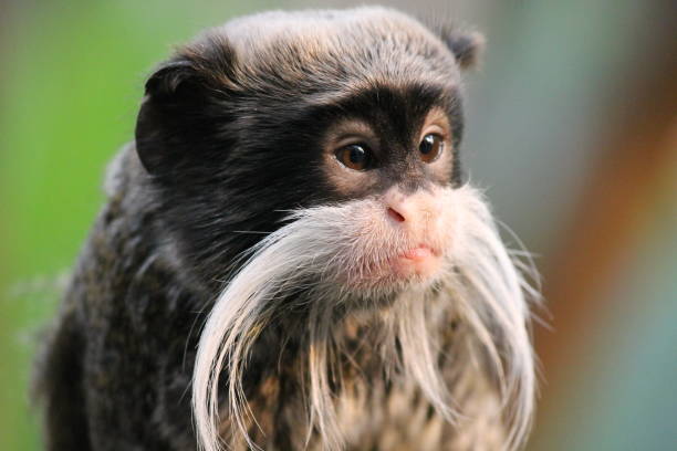 Emperor Tamarin monkey on branch mustache stock photo