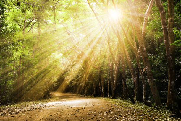 istock the road in autumn woods 669139910