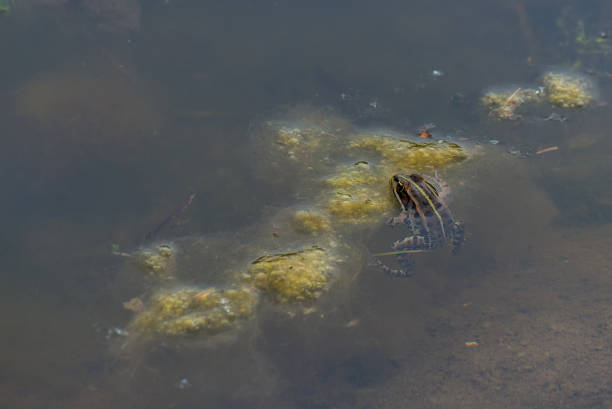 istock Frog in the swamp 669150220