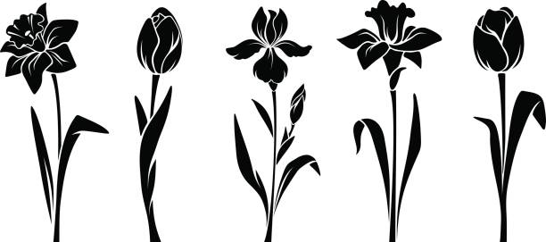 Spring flowers. Vector black silhouettes. Vector black silhouettes of spring flowers (tulips, narcissus and iris) isolated on a white background. narcissus mythological character stock illustrations