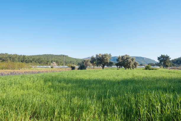 istock Spring Fields and Greenhouses near the Forest 669156976